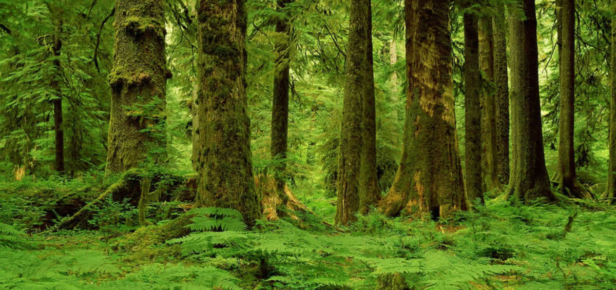 Emerging climate policies and new forest funds